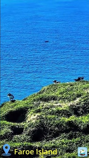 They’re BACK! First Puffins of the Year Land in the Faroe Islands 🐧 #nature #travel #faroeislands