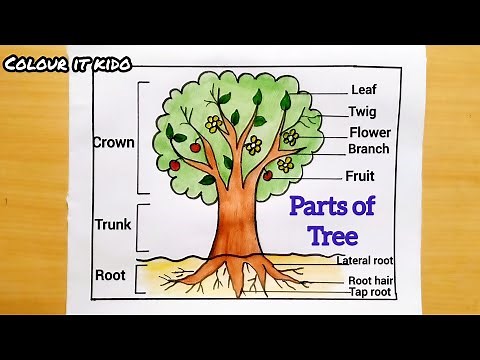 Parts of Trees Drawing | How to draw and label parts of Trees | Parts of Trees poster making