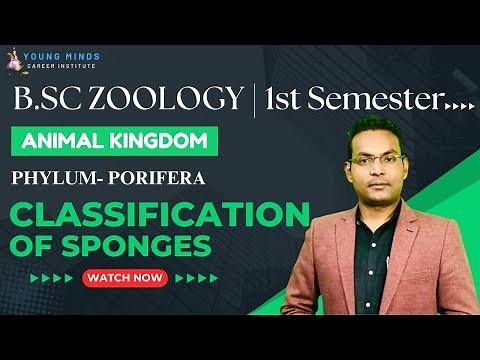 B.Sc Zoology | Phylum- Porifera | Classification of Sponges