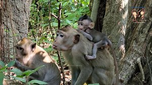 1K views · 14 reactions | Young mother Monkey Is Vomiting Because Of Eat Grass, She loves Her baby very much | Monkey Helping | Facebook