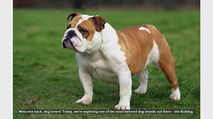 Top 10 Surprising Facts About Bulldogs