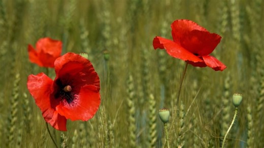 Flowers, Field, Poppies. Free Stock Video