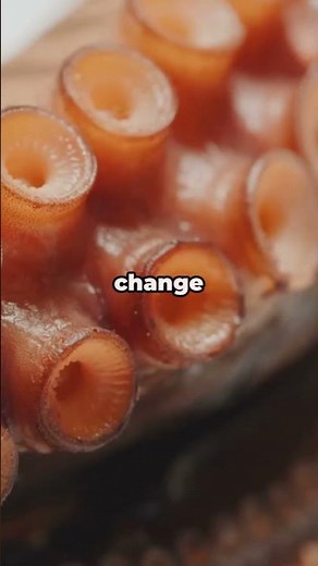 Octopuses Are WAY Smarter Than You Think #AnimalFacts #Ocean