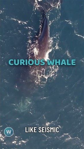 Fin Whales Sing the Ocean's Deepest Infrasound Songs