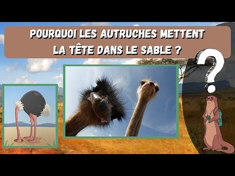 Pourquoi les autruches mettent-elles la tête dans le sables ?