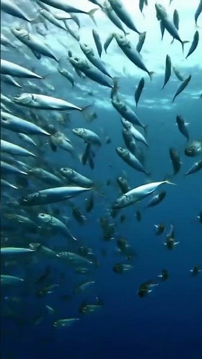 🌪️ Fish Tornado Underwater – Nature’s Spectacle! 🌊