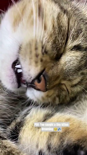 POV: You caught a tiny kitten dreaming 🥺💤 #catvideos #catholic #catshorts