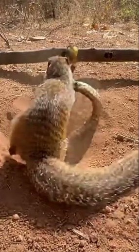 Nature’s Most Fearless: Why the Mongoose Never Backs Down