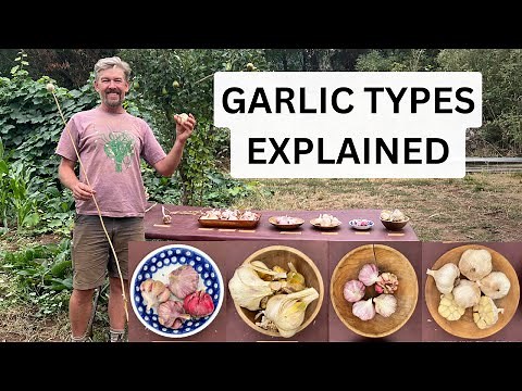 Garlic Types Explained