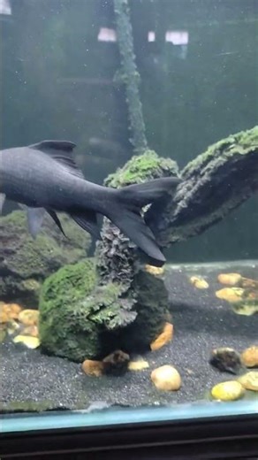 🔥 Giant Big Fish in Water | Amazing Fish Short🥰