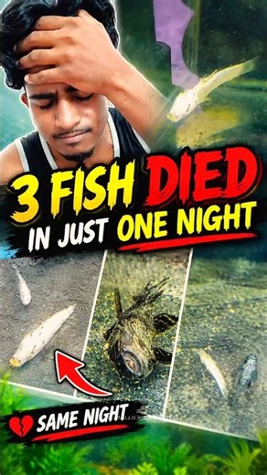 3 fish died 💀 #shorts #youtubeshorts #minivlog #aquarium