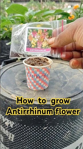 How to grow ANTIRRHINUM flowers from seeds #shortsfeed #youtubeshorts #greenrooftop #roofgardening
