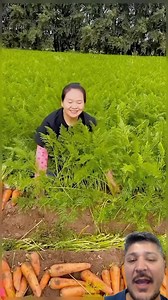 44K views · 10K reactions | Colheita incrível | Hebert Jhonatan | Facebook