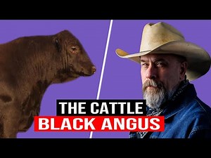 ⭕ The Genetic Excellence Of BLACK ANGUS: A Deep Dive Into An Iconic Breed ✅ Biggest Bulls And Cow