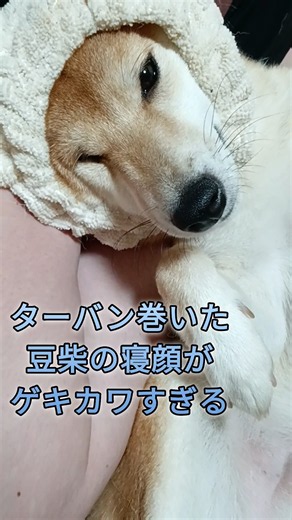豆柴の寝顔がゲキカワすぎる