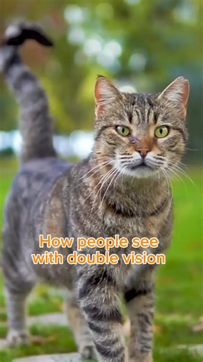 Double vision, also known as diplopia, occurs when you see two images of a single object.  Prism lenses can help align the images. Learn more on prism lenses : https://bitly.cx/QNx5 | SmartBuyGlasses | Facebook