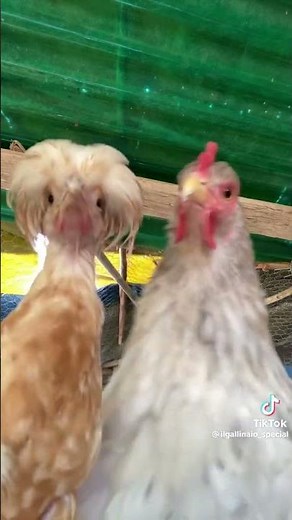 😱GALLINAS BAILANDO!!😱 (The Chickens Dancing) #shorts #tendencias2024 #tiktok