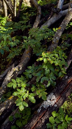 Rural landscapes in southern Spain