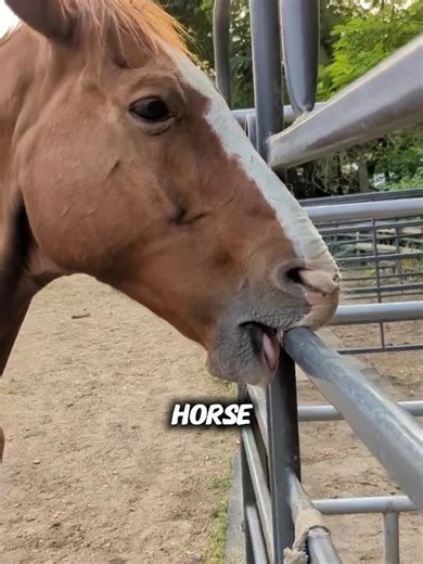 Why Horse crib biting. #shorts #facts