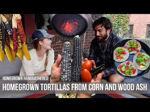 Harvesting Heirloom Corn & Making Tortillas (Wood-ash Nixtamalization)