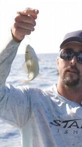 10K views · 166 reactions | Catch and release on this amberjack while fishing a wreck PENN Fishing Mustad Fishing Garmin Marine STANZ Fishing | Capt. Nick Stanczyk | Facebook