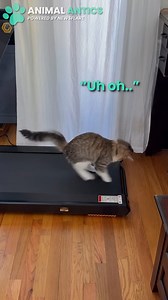 This cat just discovered the strange machine we call a Treadmill 🤣 | Animal Antics