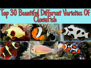 Top 30 Beautiful Different Varieties Of Clown Fish || Rare Clown Fishes || MUST WATCH
