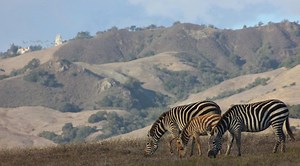 The Mysterious, Free-Roaming Zebras of Hearst Castle