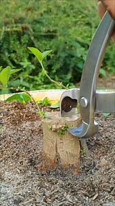 Proses menentukan gerak dasar #programbonsai #belajarbonsai #bonsaiproses | Rendyansyah Putra