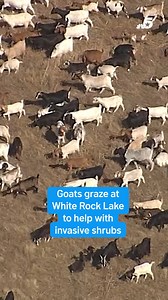 🐐 Dallas Park and Recreation is using grazing goats to control the spread of invasive shrubs at White Rock Lake. Beginning on Thursday, 260 goats will graze across approximately 11.5 acres over the course of one week. A shepherd will be on site 24 hours a day to safely manage and monitor the goats throughout the project. 🐐🐐🐐 | NBC DFW