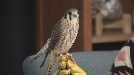 Meet Maple the American kestrel from Center for Wildlife