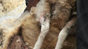 Sheep shearing - Traditional - Sheep shearing is the process by which the woollen fleece of a sheep is cut off Patagonia - Argentina