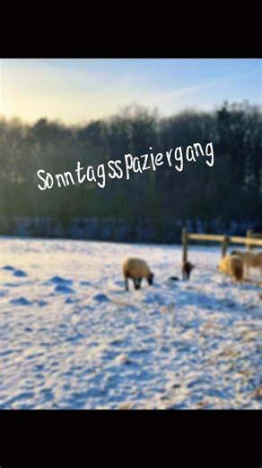 Heute ein kleiner Sonntagsspaziergang rund ums Heimathaus Hovesaat in Rheine ❄️🐑🌿 Nochmal kurz durchatmen und die Wintersonne genießen, bevor es nächste Woche beruflich und politisch wieder hoch hergeht. 🌅✨