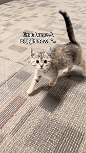 I’ve grown from a baby Fuji apple 🍎 to meow-nt Fuji 🏔️ #adventurecats #adventurecatsofinstagram #adventurecatintraining #babykitten #meowmeowmeow #lilmeowmeow #fosterkittensofinstagram #rescuekittens #happykitty #playfulkitten #catshavingfun #zoomies #catchmeifyoucan #meowcats #meowsofcanada | Wasabi.Sushi.Matcha
