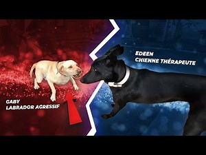 Aggressive Labrador Attack