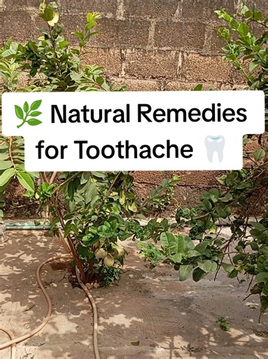 🌿 Natural Remedies for Toothache 🦷 Toothache can be one of the most uncomfortable pains ever 😖 — it can stop you from eating, sleeping, or even talking comfortably. If you're looking for natural remedies for toothache, here are safe and effective options you can try at home while you arrange to see a dentist (especially if the pain is severe or lasts more than 2 days). 🌿 1. Salt Water Rinse (First Aid Remedy) Why it works: Salt kills bacteria and reduces swelling. How to use: Mix 1 teaspoon 