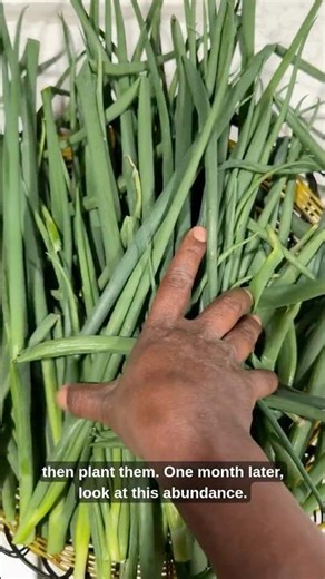 I Bought Scallions ONCE… Now They Grow Forever 🌱😳