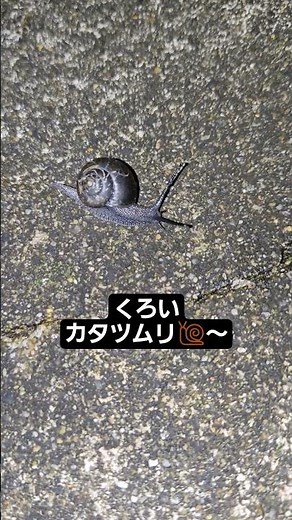 黒いカタツムリ🐌さんに出会いました‼️珍しい⁉️#昆虫#虫#むし#生き物#いきもの#でんでん虫#カタツムリ