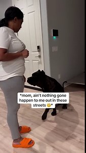 Dog gets ready for a lecture and reacts dramatically