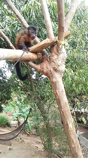 Videos de el loco ck (@el.loco.ck3) con “El Flojo - Jason Guzman”