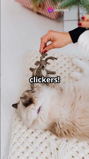 Cat Training Hacks Master the Basics!