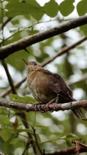 Meet the House Wren | The Tiny Songbird That Nests Almost Anywhere 🐦🎶