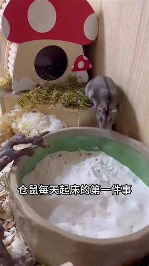 Use this deodorizing bath sand when your hamster takes a bath. Cute pet stuff. Hamster bath sand