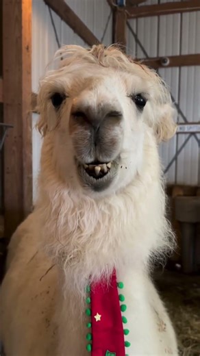This llama gets it… 😂🦙 #cuteanimals #funnyanimals #shorts