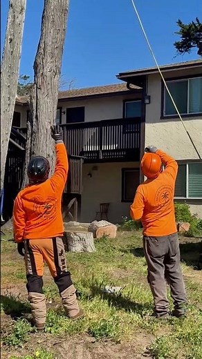 Commercial Tree Removal