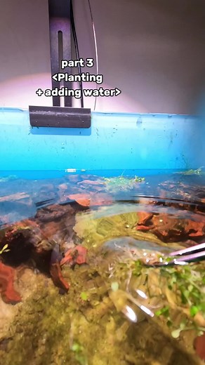 🌱🐟Aquarium Cleaning Series | EP3:planting adding water 💦#aquarium #fishtankcleaning #homedecor #fish #tankfilter #filter #gravel #hygger #fishinglife #tiktokshopyearendsale