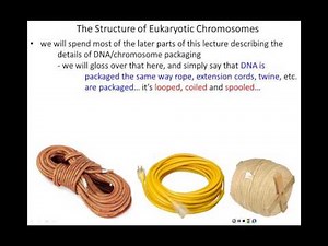 Lecture 2 - DNA and Chromosomes, Part 2
