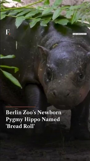Berlin Zoo's Newborn Pygmy Hippo Named 'Bread Roll' | N18G