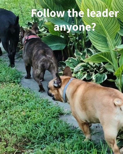 This sweet little Frenchie’s journey hasn’t always been heavenly. 💔 Found as a stray by a Good Samaritan, Galaxy came to us with multiple injuries — including one that meant she had to lose an eye. But don’t worry, this shining star isn’t letting that dim her sparkle! 🌟 Now safe in her foster home in Pennsylvania, Galaxy is proving she truly “hung the moon.” 🌙 She’s the perfect house guest — potty trained, gentle with her toys (she LOVES her squeaky duck 🦆💛), and always ready for snuggles w