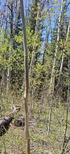 early spring trail run Emerald mountain Steamboat Springs Best day ever
